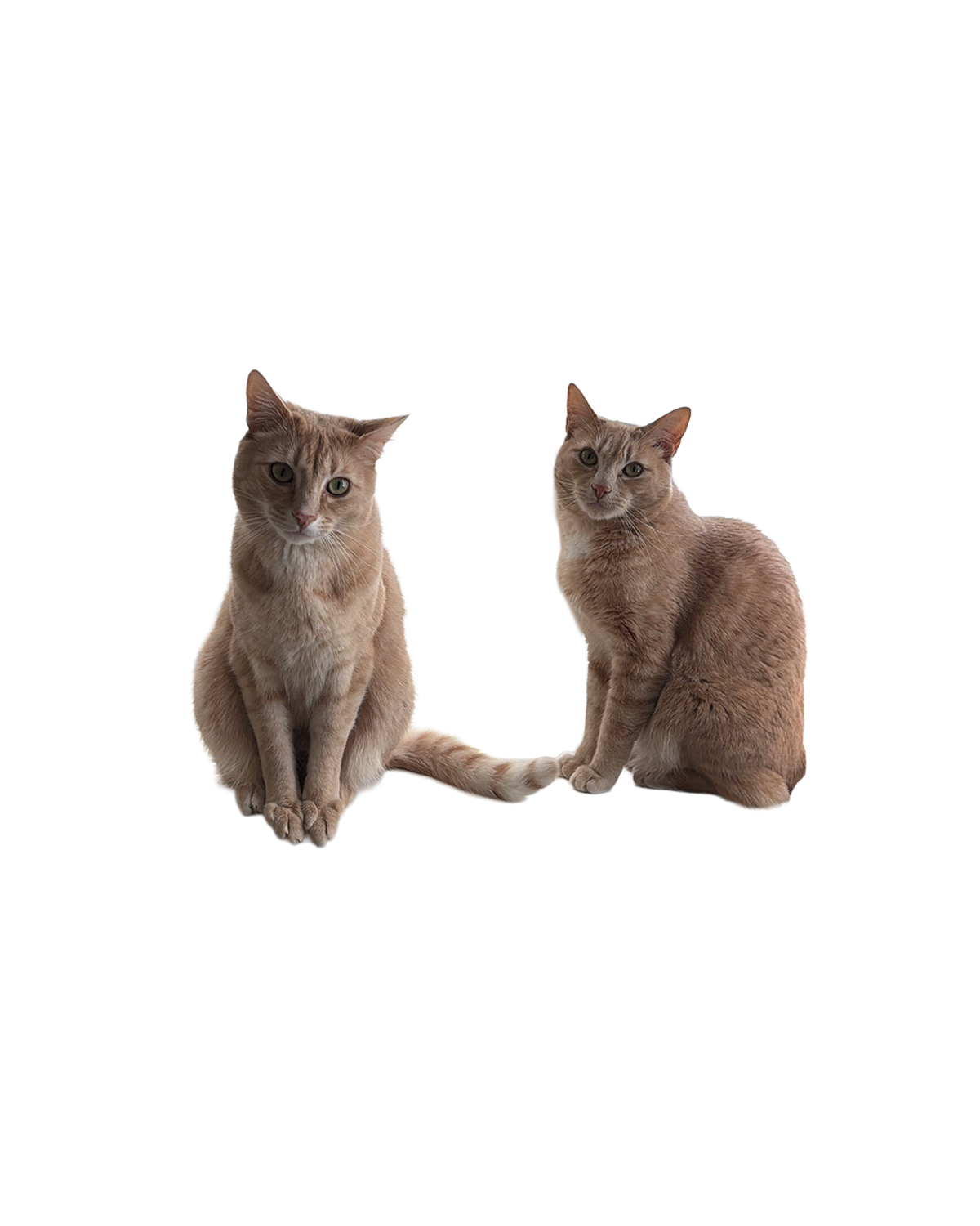 two ginger cats